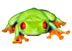 frog